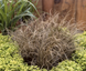 Осока (Carex) Bronze Curls BronzeCurls фото 1