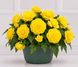 Бегония Nonstop Joy F1 Yellow NonstopJoyYellow фото 1