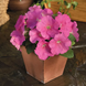 Петуния Damask F1 Pink pro-petdamf1pin-1000s фото 3