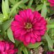 Цинія Belize Double F1 Rose Gen 2 New2027 pro-BelizeDoubleRoseGen2-1000 фото 2