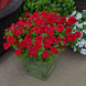 Петунiя Tritunia F1 Red pro-TrituniaF1Red-1000s фото 3