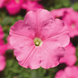 Петуния Damask F1 Pink pro-petdamf1pin-1000s фото 2