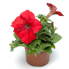 Петунiя Tritunia F1 Red pro-TrituniaF1Red-1000s фото 2