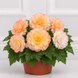 Бегония Nonstop F1 Peach Shades  pro-NonstopPeachShades-500 фото 1
