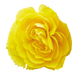 Бегонiя Nonstop Joy F1 Yellow pro-begnonjoyf1yel-500 фото 2