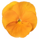 Виола Delta Pro F1 Clear Orange DeltaProYellowwithRedWing фото 1
