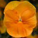 Виола Delta Pro F1 Clear Orange DeltaProYellowwithRedWing фото 3