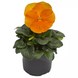 Виола Delta Pro F1 Clear Orange DeltaProYellowwithRedWing фото 2