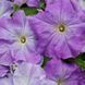 Петуния Limbo F1 Sky Blue  pro-LimboSkyBlue-1000s фото 2