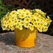 Петуния Petchoa Caliburst Yellow PetchoaCaliburstYellow-5 фото 1