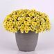 Петуния Petchoa Caliburst Yellow PetchoaCaliburstYellow-5 фото 2