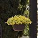 Петуния Petchoa Caliburst Yellow PetchoaCaliburstYellow-5 фото 3