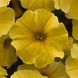 Петуния Petchoa Caliburst Yellow PetchoaCaliburstYellow-5 фото 4