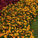Тагетес Bonanza Bee BonanzaBee фото 2