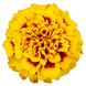 Тагетес Super Hero Yellow Bee SuperHeroYellowBee фото 1