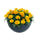 Тагетес Super Hero Yellow Bee SuperHeroYellowBee фото 3