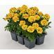 Тагетес Super Hero Yellow Bee SuperHeroYellowBee фото 2