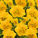 Виола Cats PLus F1 Yellow  pro-viocatpluf1yelnew202-500 фото 3