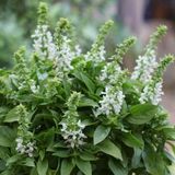Базилік Floral Spires White pro-FloralSpireswhite-1000seed фото
