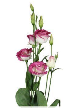 Эустома Rosita 3 Pink Picotee  pro-rositapinkpic-1000 фото