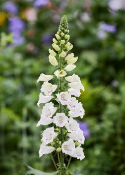 Наперстянка DiBella White New2027 pro-DiBellaWhite-1000Seed фото