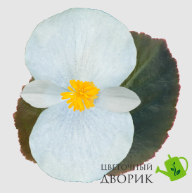Бегонія Big f1 White Bronze Leaf Bigf1WhiteBronzeLeaf фото