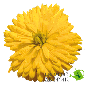 Календула Bon Bon Yellow pro-kalbonbonyel-1000 фото