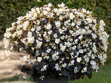 Бегонія Big f1 White Bronze Leaf Bigf1WhiteBronzeLeaf фото