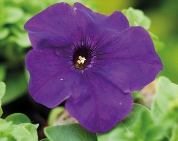 Петунія Limbo F1 Deep Purple LimboDeepPurple фото