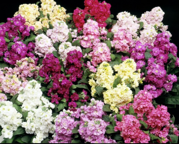 Маттиола Cinderella Vivid Formula Mix pro-CinderellaVividMix-1000 фото