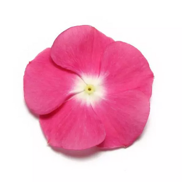 Вінка Pacifica Magenta Halo PacificaMagentaHalo фото
