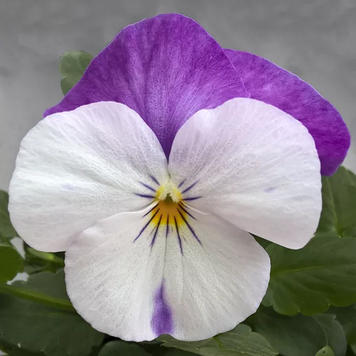 Віола Freefall F1 White Rose Wing pro-FreefalWhiteRoseWing-1000seed фото