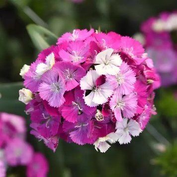 Гвоздика Amazon Lavender Magic  pro-AmazonLavenderMagic-500 фото