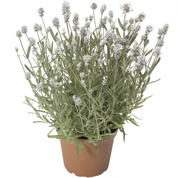 Лаванда Scent White Early pro-lavscewhiear-1000 фото