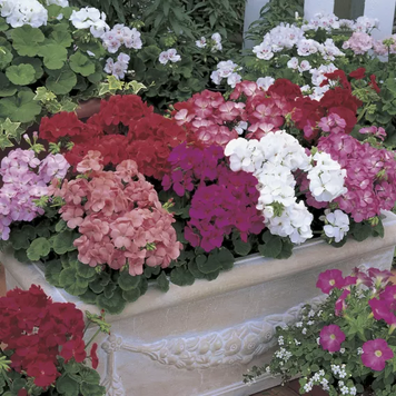 Пеларгонія Multibloom Mix MultibloomMix фото