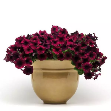 Петунія Easy Wave F1 Burgundy Velour EasyWaveBurgundyVelour фото