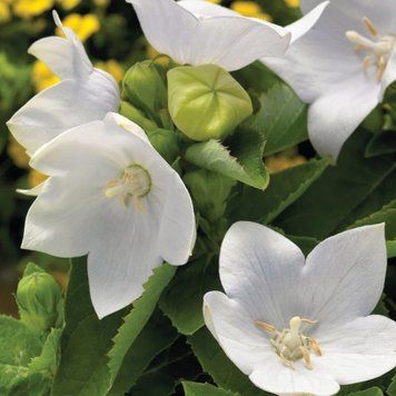Платикодон Astra Pure White AstraPureWhite фото