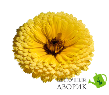 Календула Bon Bon Yellow pro-kalbonbonyel-1000 фото