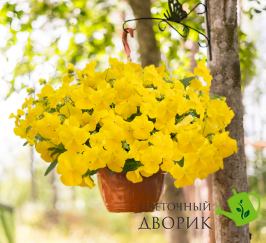 Віола Highflyer F1 Yellow HighflyerYellow фото