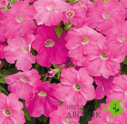Петунія Success! TR F1 Pink pro-petsuctrf1pin-500 фото