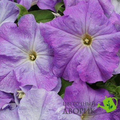 Петуния Limbo F1 Sky Blue  pro-LimboSkyB-1000dr фото