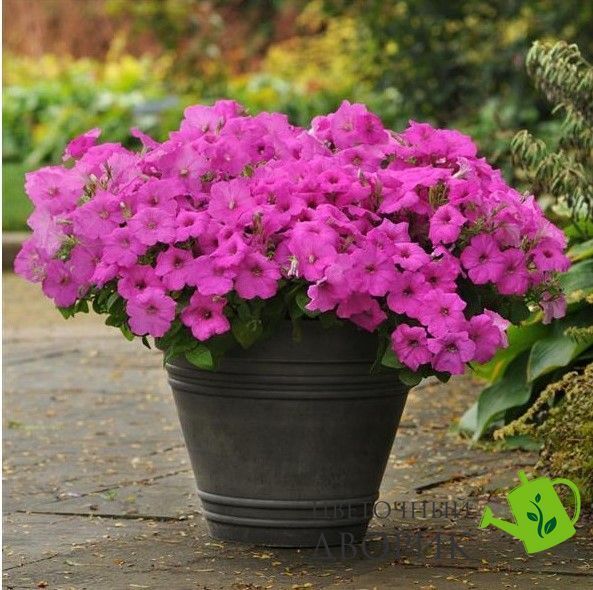Петуния Easy Wave F1 Neon Rose pro-EasyWaveNeonRose-100 фото