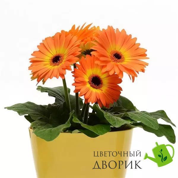 Гербера Revolution Bicolor Yellow Orange pro-RevolutionBicoYellOr-100 фото