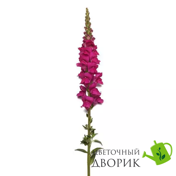 Ротики садові Monaco Purple New2027 pro-MonacoIvoryPurple-1000 фото