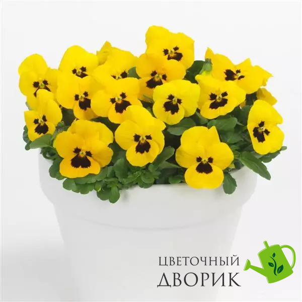 Віола Sorbet XP Yellow Blotch pro-SorbetXPYellowBlotch-1000 фото