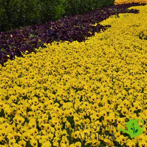 Віола Sorbet XP Yellow Blotch pro-SorbetXPYellowBlotch-1000 фото