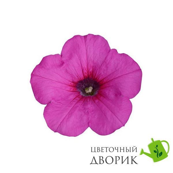 Петуния Easy Wave F1 Neon Rose pro-EasyWaveNeonRose-100 фото