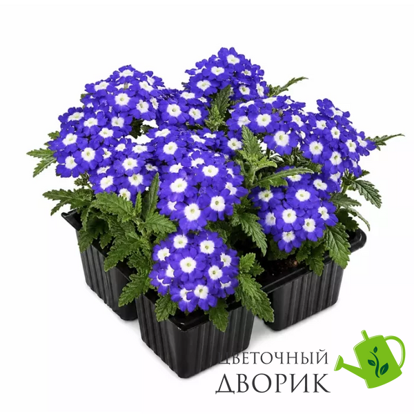 Вербена Obsession Blue with Eye ObsessionBlueEye фото