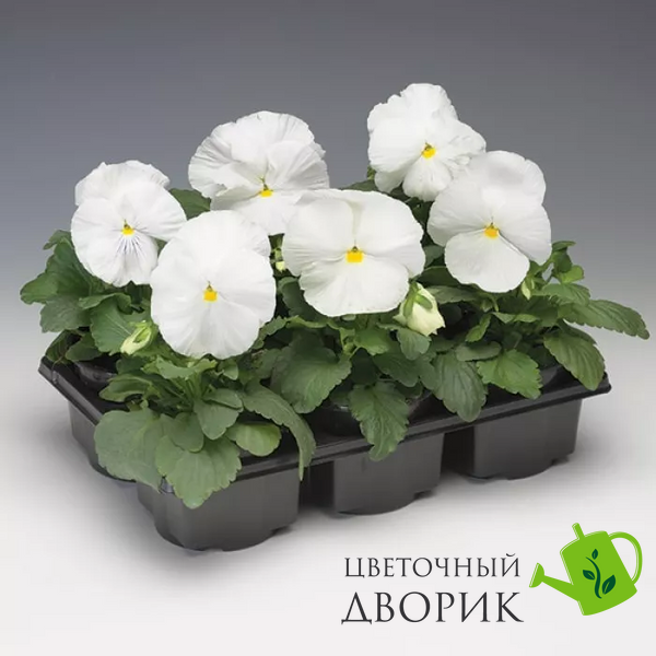 Вiола Colossus F1 White pro-ColossusW-1000 фото