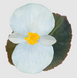Бегонія Big f1 White Bronze Leaf Bigf1WhiteBronzeLeaf фото 2